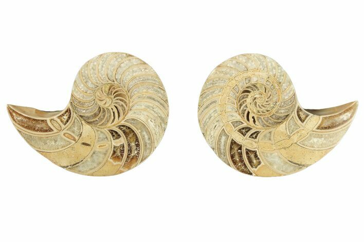 Jurassic Cut & Polished Nautilus (Cymatoceras) Fossil -Madagascar #257693